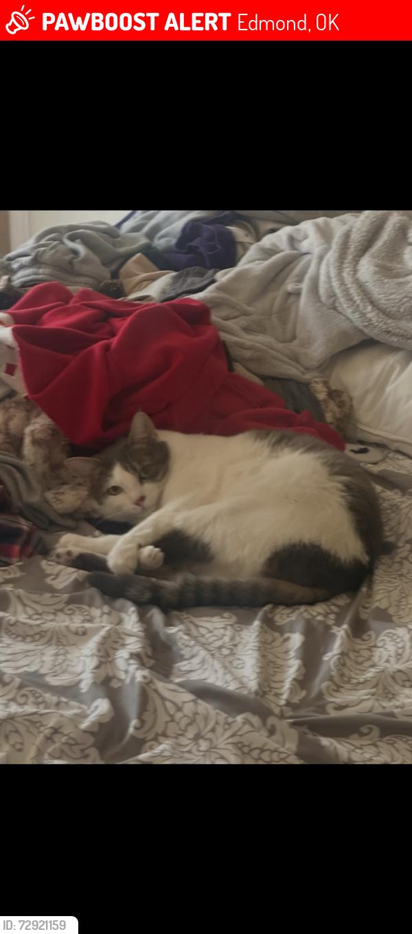 Lost Male Cat last seen home, Edmond, OK 73025
