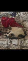 Lost Male Cat last seen home, Edmond, OK 73025