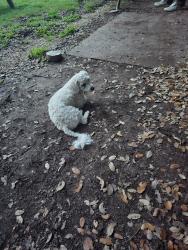 Found/Stray Male Dog last seen Huaco Bowmen Archery Range, Waco, TX 76708