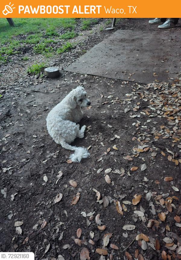 Found/Stray Male Dog last seen Huaco Bowmen Archery Range, Waco, TX 76708