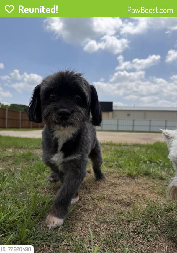 Reunited Male Dog last seen Travis Street, Sherman, TX 75090