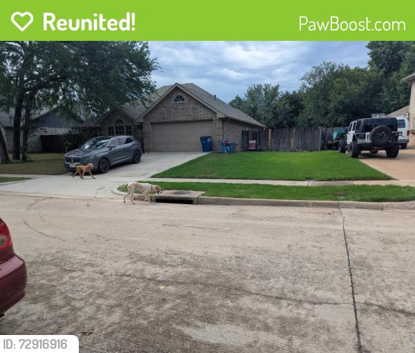 Reunited Unknown Dog last seen Post Oak , Corinth, TX 76210