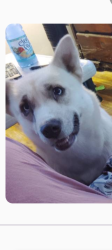 Reunited Female Dog last seen Last Seen: Loose and running around between Jackson Street and Trumbull in Flint., Flint, MI 48504