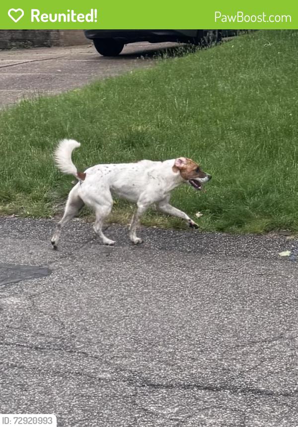 Reunited Male Dog last seen Other side of Herge Park, Pittsburgh, PA 15229