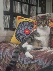 Lost Male Cat last seen Applegate, Austin, TX 78753
