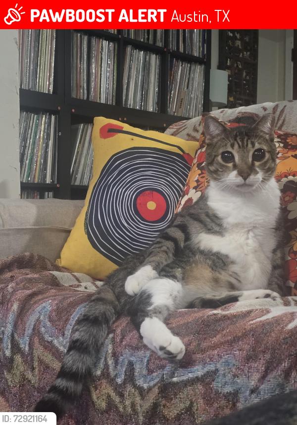 Lost Male Cat last seen Applegate, Austin, TX 78753