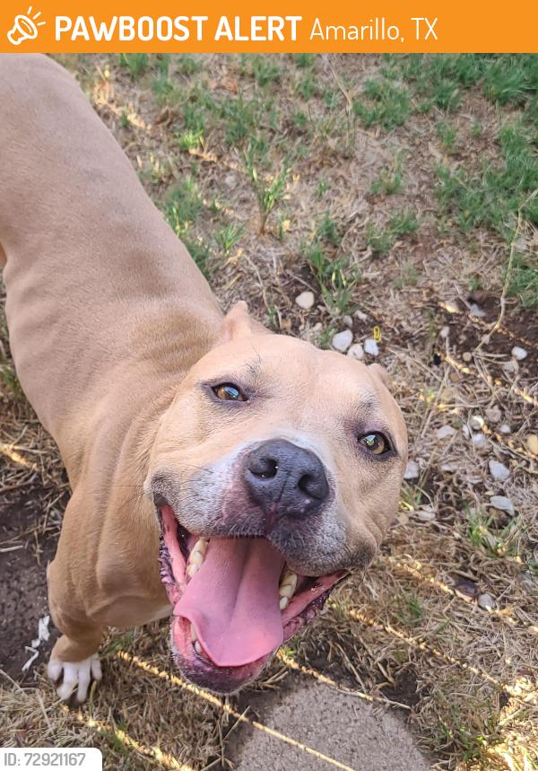 Found/Stray Female Dog last seen Andrews and Nebraska, Amarillo, TX 79101