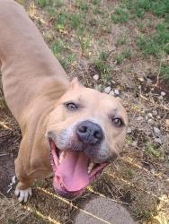 Found/Stray Female Dog last seen Andrews and Nebraska, Amarillo, TX 79101