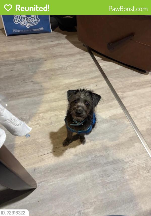 Reunited Male Dog last seen Home of address listed , Homestead, FL 33030