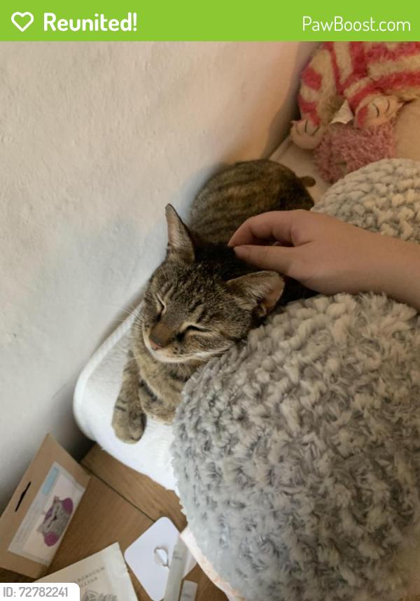 Reunited Female Cat last seen Elms road and church lane, Freckenham, England IP28