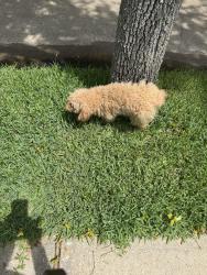 Found/Stray Male Dog last seen Hazel Ridge CT headed toward Diamond Brook, Houston, TX 77062