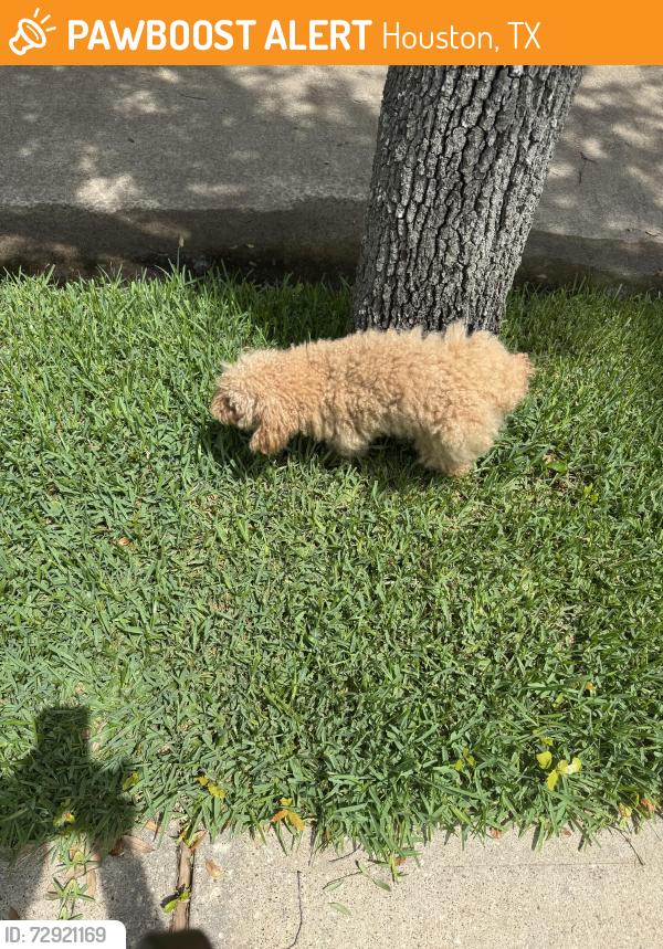 Found/Stray Male Dog last seen Hazel Ridge CT headed toward Diamond Brook, Houston, TX 77062