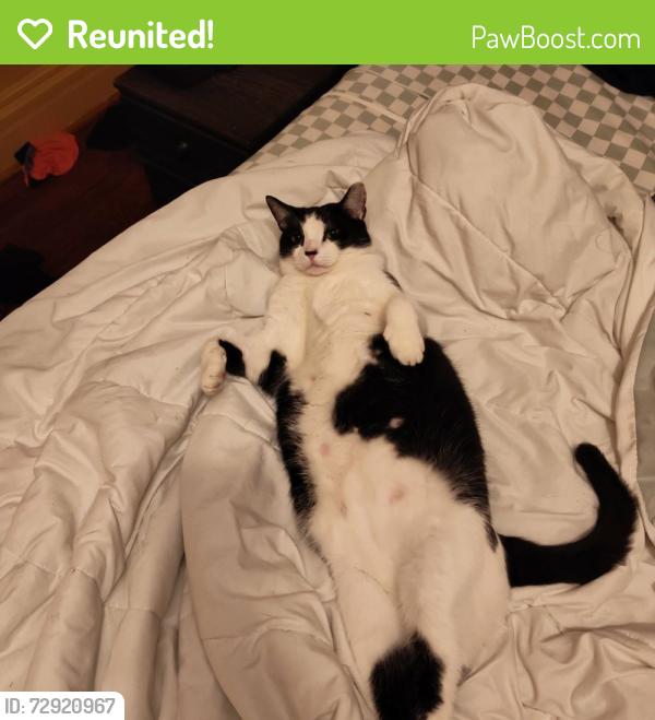Reunited Male Cat last seen Lincoln ave, Pittsburgh, PA 15202