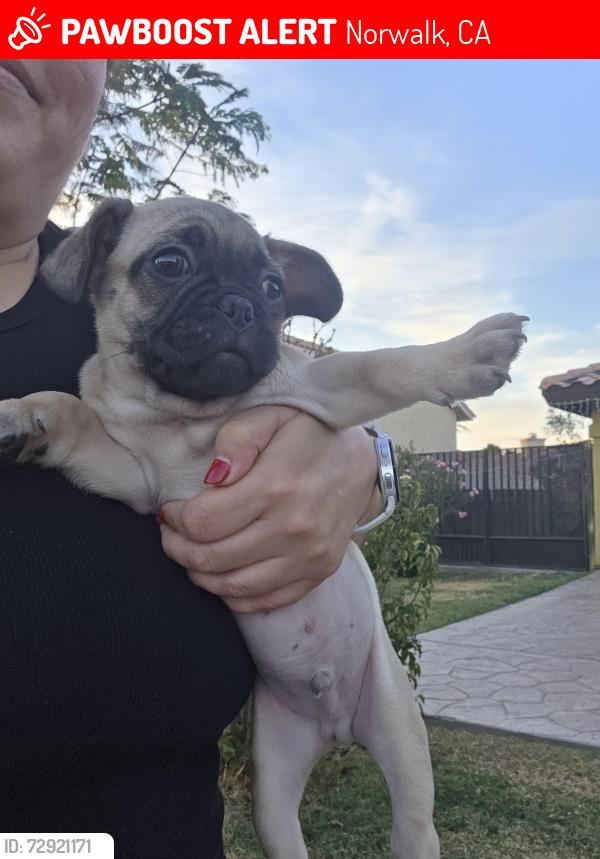 Lost Male Dog last seen liggett and gard , Norwalk, CA 90650