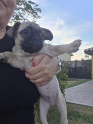 Lost Male Dog last seen liggett and gard , Norwalk, CA 90650