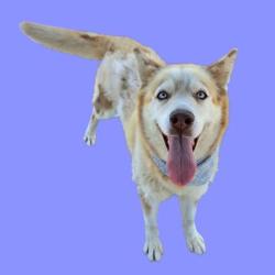 Shelter Stray Female Dog last seen Near BLOCK DISTRICT BLVD, BAKERSFIELD CA 93313, Bakersfield, CA 93308
