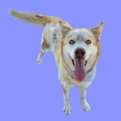 Shelter Stray Female Dog last seen Near BLOCK DISTRICT BLVD, BAKERSFIELD CA 93313, Bakersfield, CA 93308