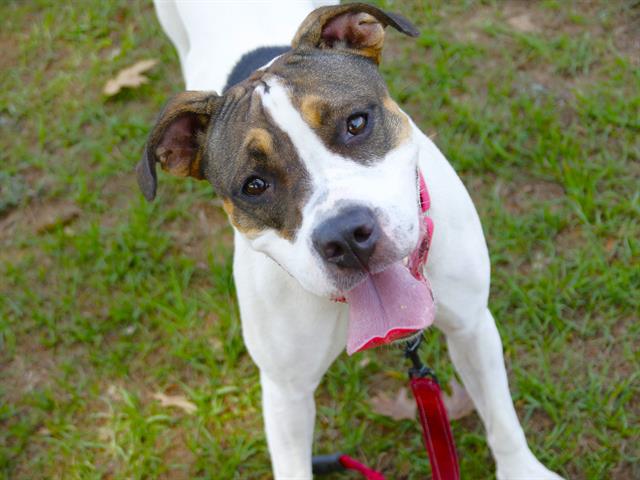 Shelter Stray Female Dog last seen Near BLOCK FOUR POINTS WAY, TALLAHASSEE FL 32305, Tallahassee, FL 32311