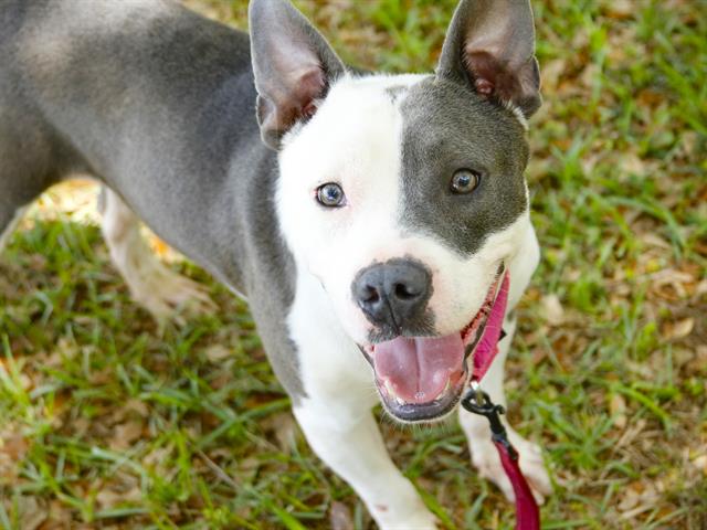 Shelter Stray Male Dog last seen Near BLOCK BLOUNTSTOWN HWY, TALLAHASSEE FL 32304, Tallahassee, FL 32311