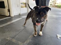 Shelter Stray Female Dog last seen , Los Angeles, CA 90047