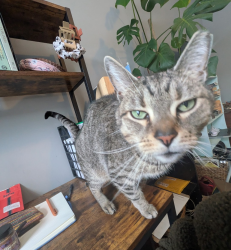 Reunited Female Cat last seen 44th and Aspen, Philadelphia, PA 19104