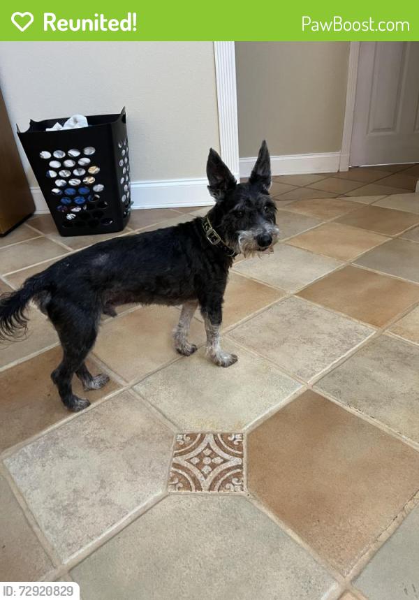 Reunited Male Dog last seen Moss Tree St and Moss Way St, San Antonio, TX 78232