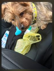 Reunited Male Dog last seen Northampton , Cleveland Heights, OH 44121