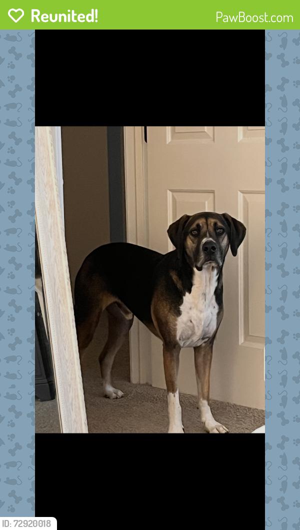 Reunited Male Dog last seen Mclaws Trail in between Plank Road and Old Plank Road, Spotsylvania County, VA 22553