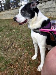 Reunited Male Dog last seen Buford Damn and Sanders Road, Cumming, GA 30041
