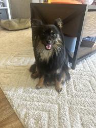 Lost Female Dog last seen Carter Rd, Ridgeville, SC 29472