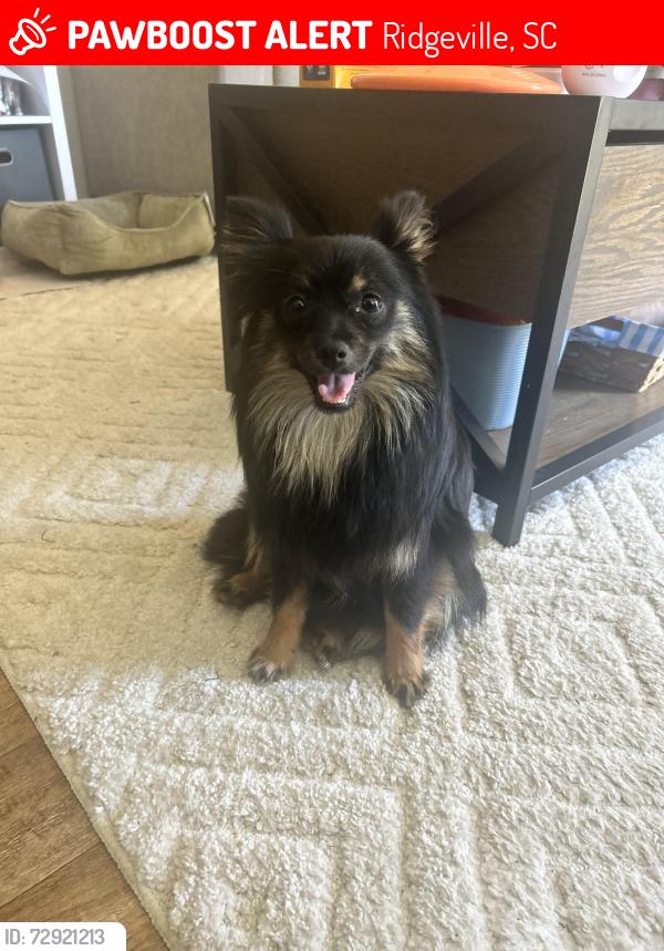 Lost Female Dog last seen Carter Rd, Ridgeville, SC 29472