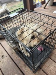 Found/Stray Female Dog last seen Woodcrest Dr LaVergen, TN, La Vergne, TN 37086