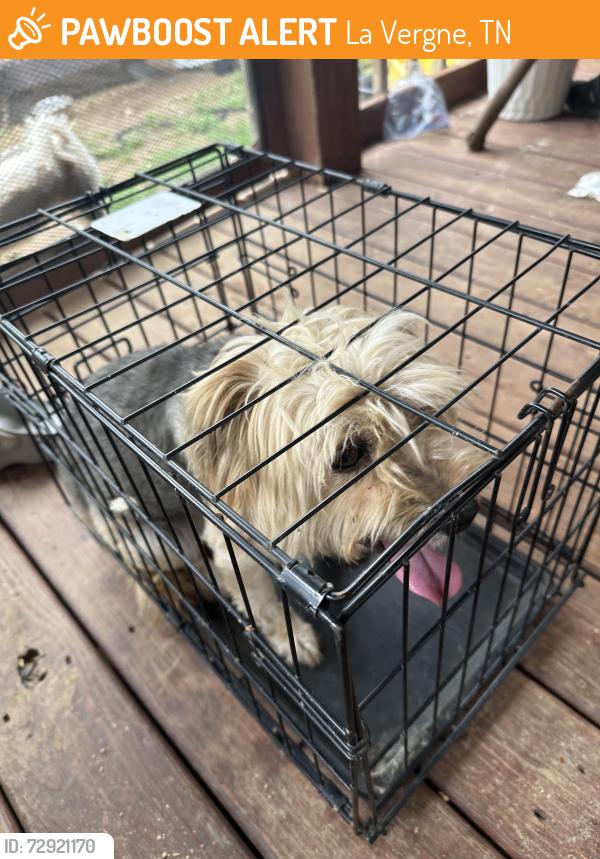Found/Stray Female Dog last seen Woodcrest Dr LaVergen, TN, La Vergne, TN 37086