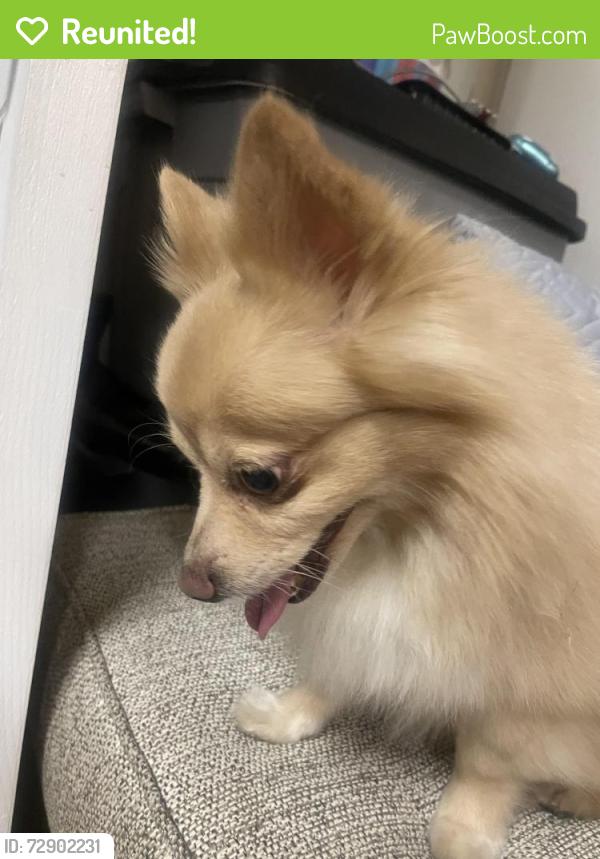 Reunited Male Dog last seen Antelope Rd Rusch Park, Sacramento County, CA 95621