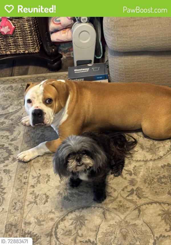 Reunited Female Dog last seen Wilson Rd, Humble, Tx, Harris County, TX 77396