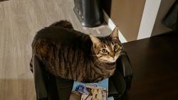 Lost Female Cat last seen Glenhaven and Vine, Amherst, NY 14228