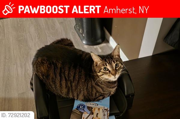 Lost Female Cat last seen Glenhaven and Vine, Amherst, NY 14228