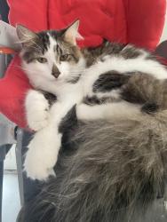 Lost Male Cat last seen Western harnett highschool , eagles landing mobile home park , Broadway, NC 27505