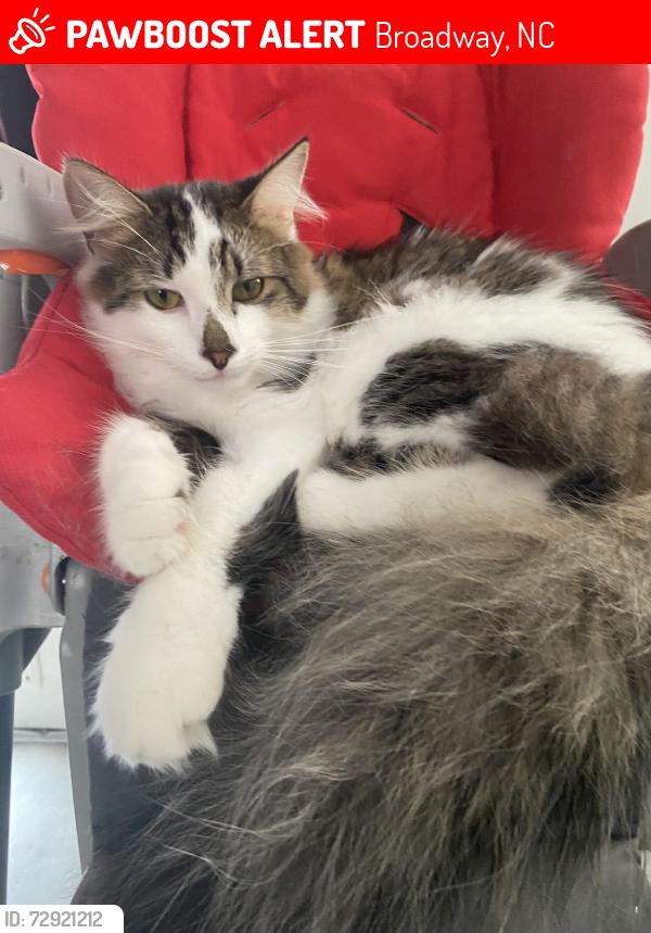 Lost Male Cat last seen Western harnett highschool , eagles landing mobile home park , Broadway, NC 27505