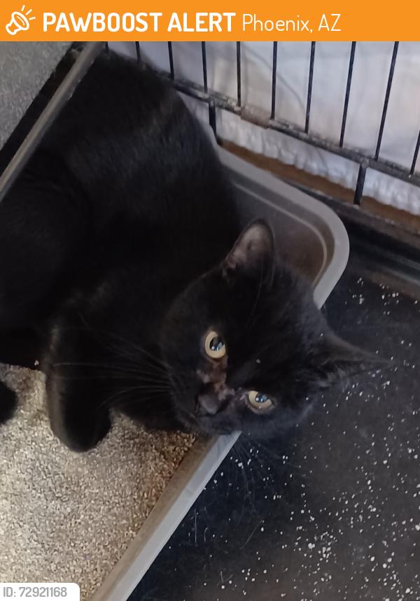 Found/Stray Unknown Cat last seen 24th st. And Thomas, Phoenix, AZ 85016