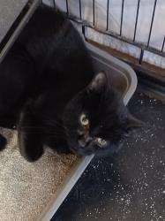 Found/Stray Unknown Cat last seen 24th st. And Thomas, Phoenix, AZ 85016