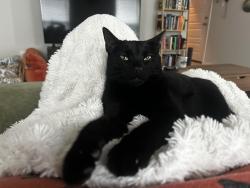 Lost Female Cat last seen Spiny lizard Ln, San Marcos, TX 78666