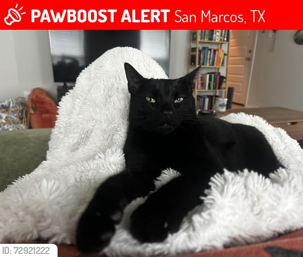 Lost Female Cat last seen Spiny lizard Ln, San Marcos, TX 78666