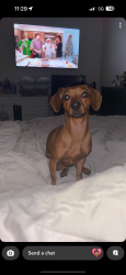 Lost Female Dog last seen Shaw and marks , Fresno, CA 93722