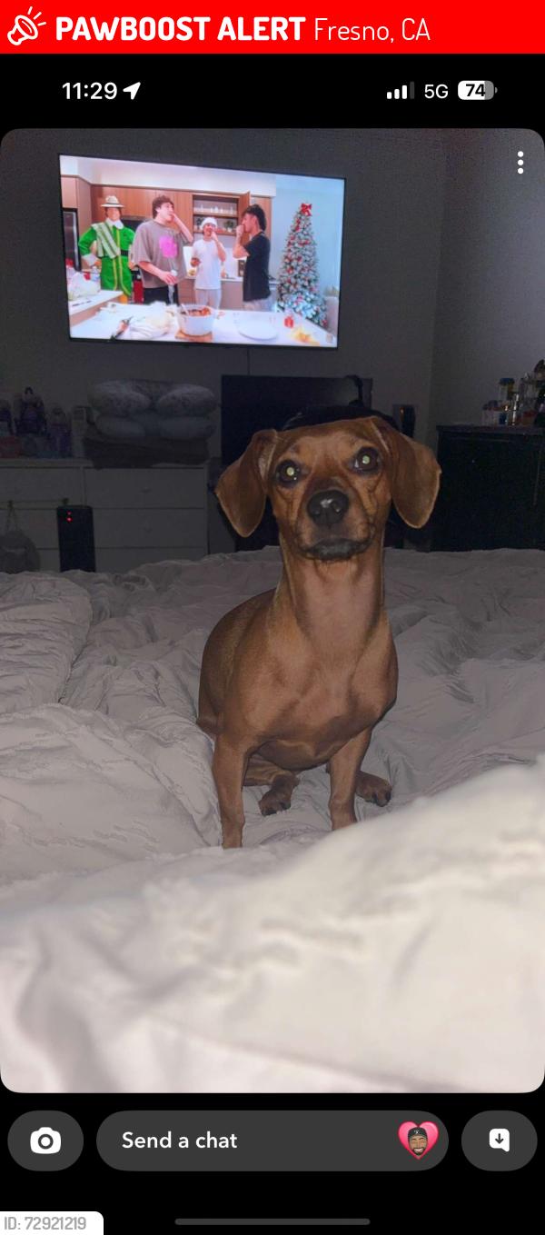 Lost Female Dog last seen Shaw and marks , Fresno, CA 93722