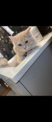 Lost Male Cat last seen Near South Prospect Street Tacoma , Tacoma, WA 98409