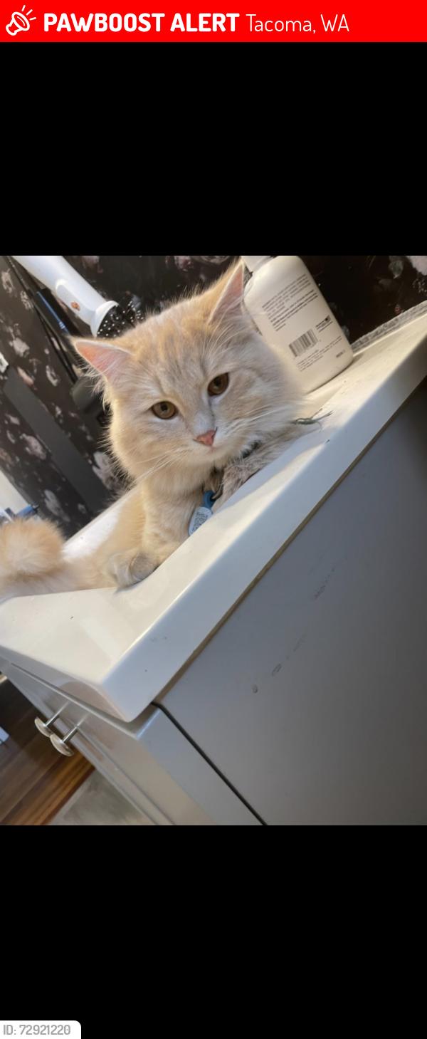 Lost Male Cat last seen Near South Prospect Street Tacoma , Tacoma, WA 98409