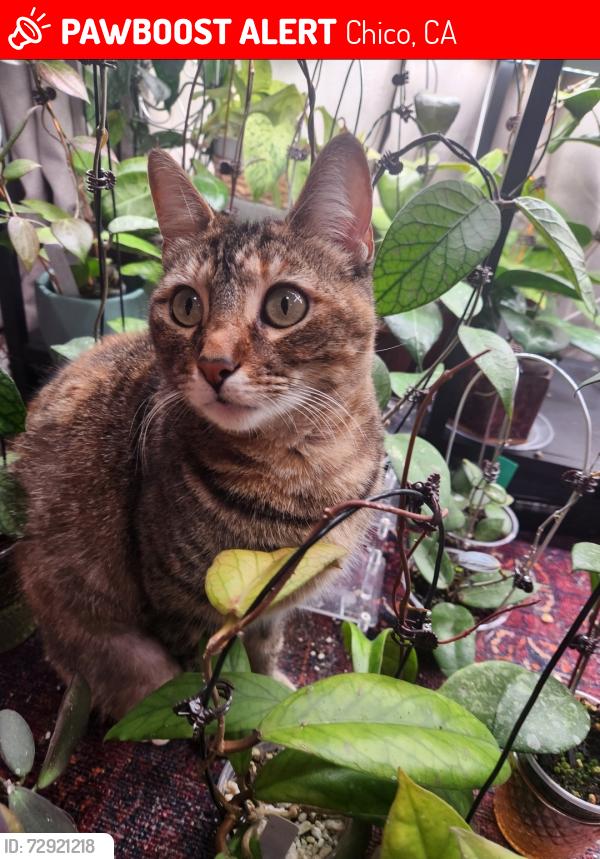 Lost Female Cat last seen East Avenue , Chico, CA 95926