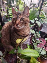 Lost Female Cat last seen East Avenue , Chico, CA 95926