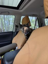 Reunited Female Cat last seen Highland trails off N Glenwood , Southern Pines, NC 28387